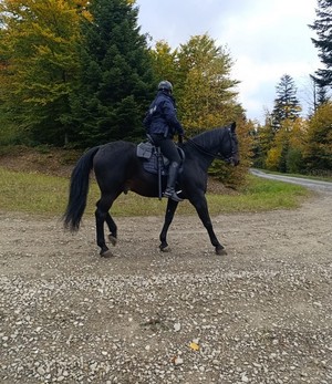 policyjni jeźdźcy podczas patrolu